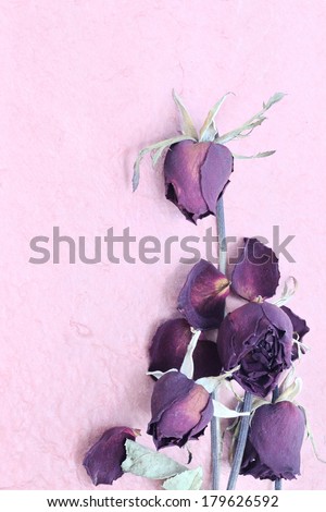 dried roses on textured creamy pink background with copy space, Bouquet of dried flowers on the fear of grange background