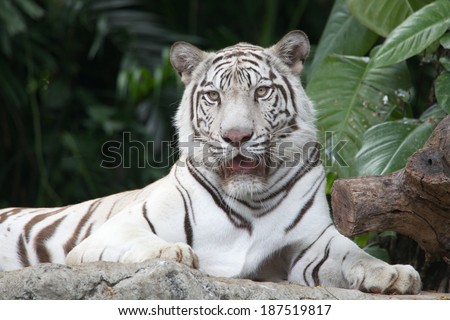 White Tiger staring the camera, mouth open slightly formidable fangs.