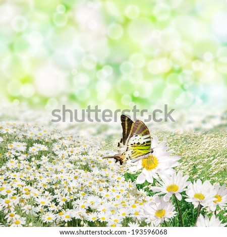 summer background concept, Conventional butterfly swords Green, yellow perch on flowers white chrysanthemum in the fields on the background bokeh.