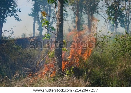 Foto Bild Gefahr eines Waldbrandes bei großer Trockenheit