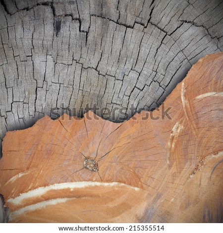 Cross section of the old tree or dead wood old VS new
