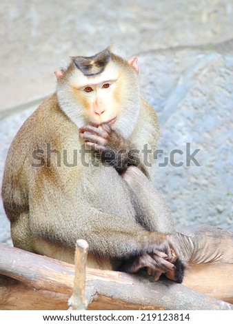 Thai monkey (Macaque) With finger in mouth Koh Samui, Thailand.
