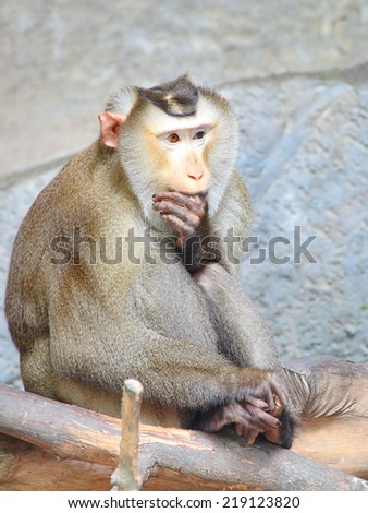 Thai monkey (Macaque) With finger in mouth Koh Samui, Thailand.