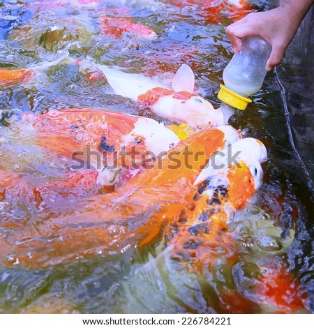 Feeding Carp fish or Koi fish  with baby milk bottle in Carp farm at Bangkok Thailand.