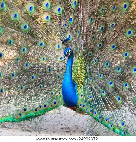 Close up Portrait of Proud beautiful green peacock with feathers out