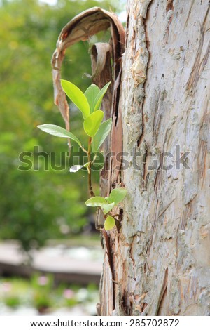 tree and a strong seedling growing in the side of tree as a concept new development and renewal as a business concept of success