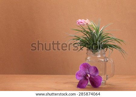 air plant with scientific name Tillandsia,in glass on wooden with brown background.