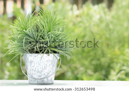air plant with scientific name Tillandsia in Aluminum pots with soft green background.