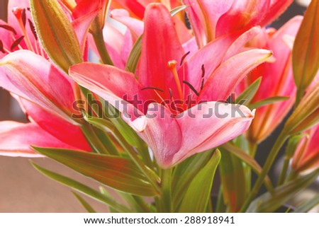 Lily  bunch