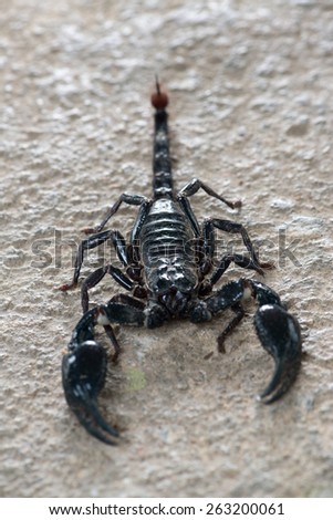 Black scorpion crawling