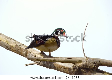 A male Wood Duck sits on a branch of a tree carefully observing its surroundings.