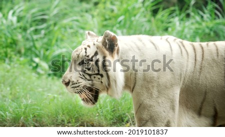 Similar – Image, Stock Photo loner Love of animals