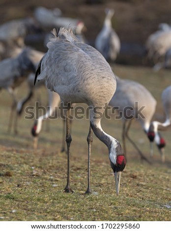 Similar – many cranes search for food on a harvested maize field