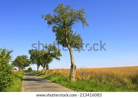 Beautiful country road on the late summer afternoon. (Was seen in Brandenburg.)