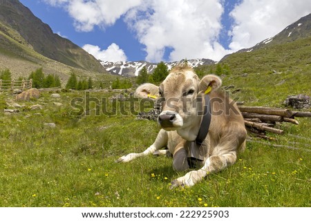 Cow on the European Alps. A cow is sitting at an alpine meadow in the European Alps. Was seen in the Schnalstal Valley, South Tyrol.