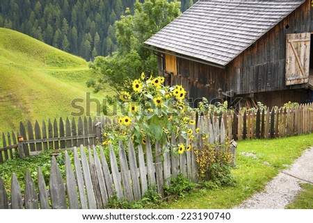 Colorful, little cottage garden in the mountain with beautiful sunflowers. Was seen in the Val Badia (Gadertal), Dolomite, European Alps.
