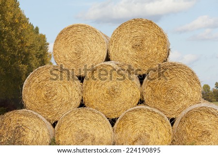 Hay bales (Straw rolls) on a late autumn afternoon. (Was seen in Brandenburg, Germany).