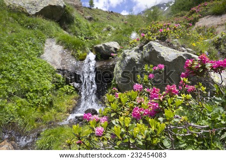Alpine Rose (Rhododendron Hirsutum) in the Alps. Blooming wildflowers in the European Alps. The Alpine Rose was seen in the Schnalstal Valley, South Tyrol. Focus in foreground on the wildflowers.