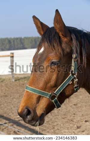Horse head of brown horse. (Was seen on a horse farm.)