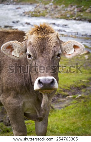 Cow on the European Alp. A cow is standing at an alpine meadow in the European Alps, Kaunertal, Austria.