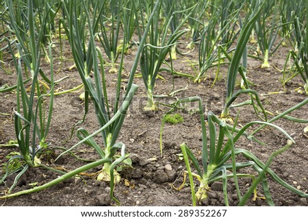 Organic onions at the field, rural scene.