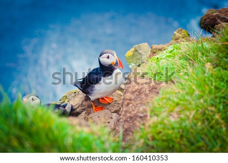 Atlantic Puffin In Iceland
