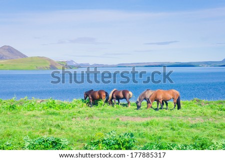 Icelandic Horses near famous icelandic myvatn lake