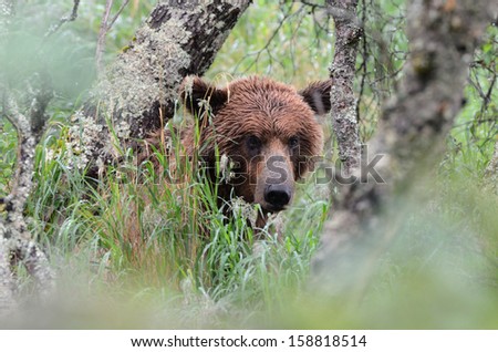 Brown Grizzly Bear hidding behind the tree, Alaska