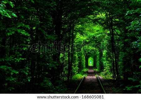 Natural tunnel of love formed by trees in Ukraine, Klevan.