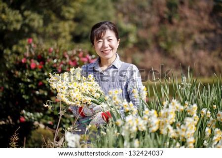 Narcissus cultivation