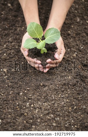 Hand of young people to plant vegetable seedlings in the field,