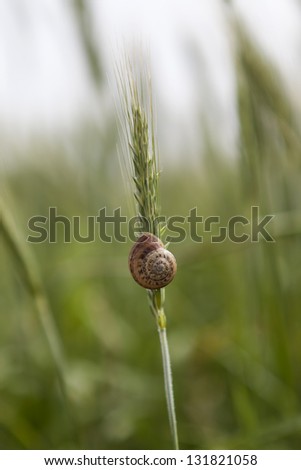 Single snail on a blade of wheat