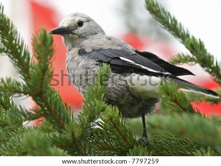 Clark's Nutcracker with the Canadian flag in the background
