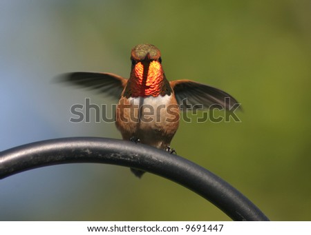 rufous hummingbird with wings spread