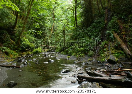 Pacific northwest rainforest creek and lush forest