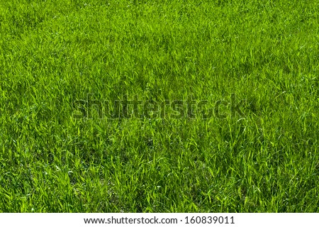 Green grass on the lawn , grass texture