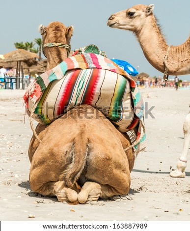 Saddled Camel Family On The Beach As Attraction In Mahdia Tunisia Stock Images Page Everypixel