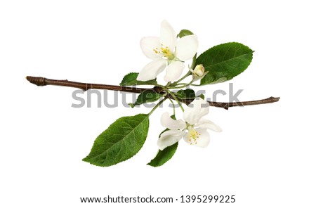 Similar – Image, Stock Photo Apple blossoms in beautiful light