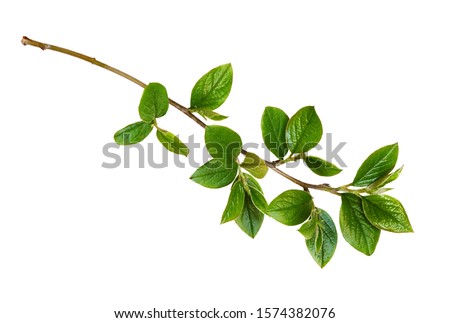 Similar – Image, Stock Photo Small green leaves in hedge wall texture background. Closeup green hedge plant in garden. Eco evergreen hedge wall. Natural backdrop. Beauty in nature. Green leaves with natural pattern wallpaper.