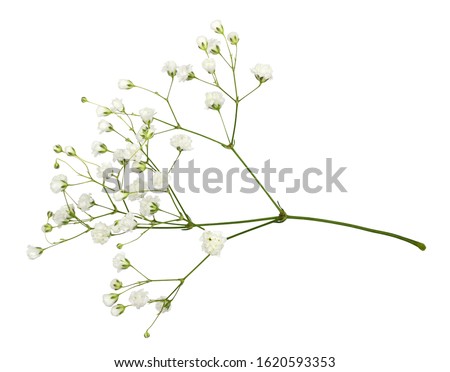 Similar – Image, Stock Photo Tiny white flowers on dry twigs of wild plant bushes with blurry background. Bunches of small white seeds on thin branches. dried bushes in winter. selected focus