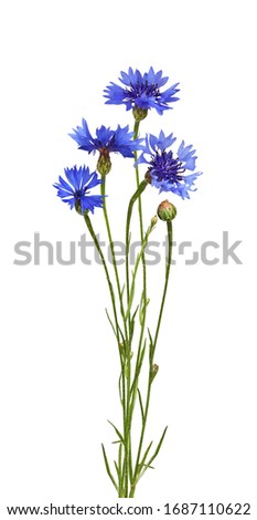 Similar – Image, Stock Photo Blue flowers cornflowers. summer. field with flowers