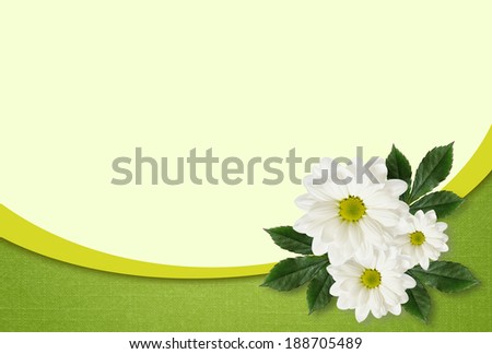 Daisy flowers arrangement on white and green background