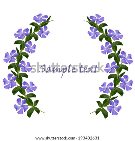 Periwinkle flowers line in a circle on white background