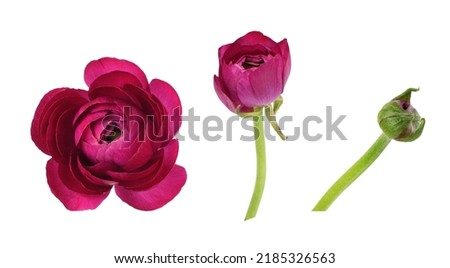 Similar – Image, Stock Photo red festive ranunculus