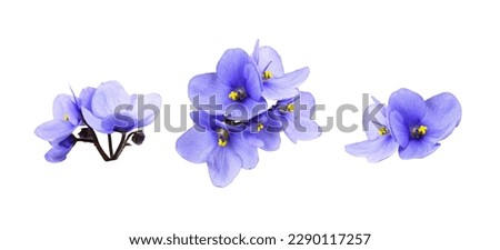 Foto Bild blaue Blümchen violett