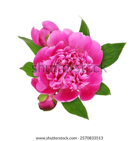 Similar – Image, Stock Photo Pink peony flower in stoneware vase in hand