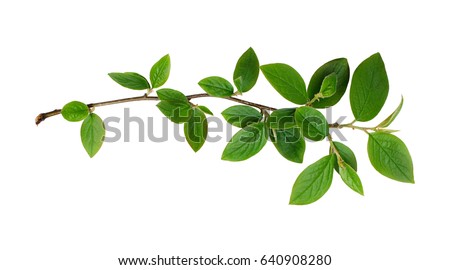 Leaf Branch Vector | Download Free Vector Art | Free-Vectors