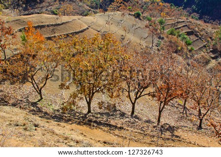 Beautiful chestnut tree in a mountainous area, Qianxi County, Hebei Province
