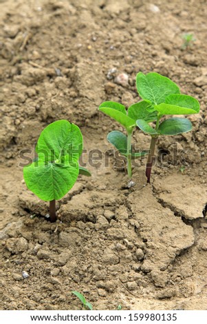 leguminous botany seedling in the field, north china