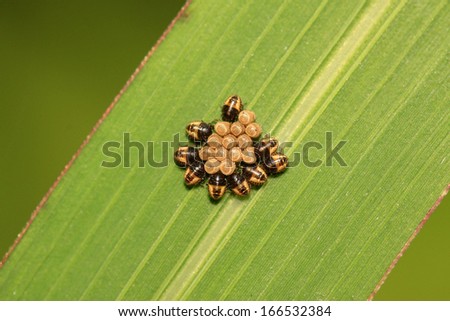 stinkbug larvae and eggs on green leaf in the wild natural state